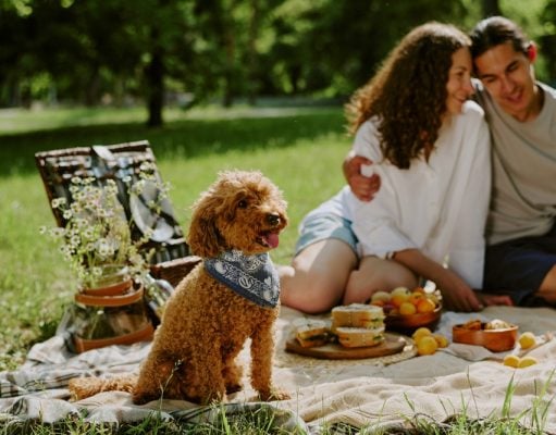 14 Tips for the Perfect Spring Picnic with Dogs Spring Picnic with Dogs Featured Image