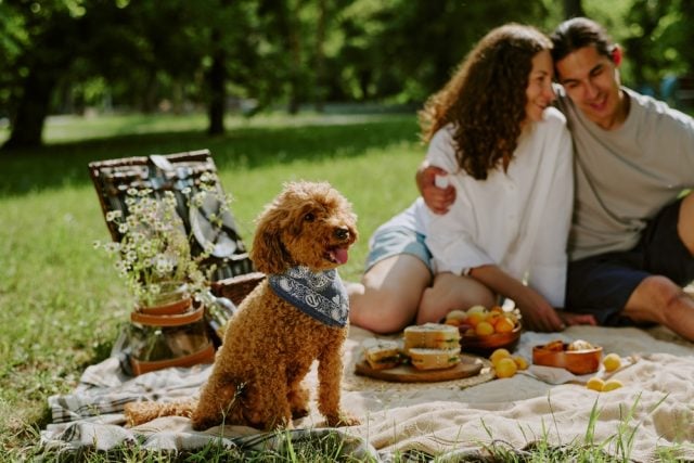 Spring Picnic with Dogs Featured Image