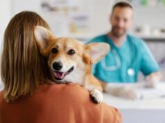 How Often Should I Take My Dog to the Vet? How Often Should I Take My Dog to the Vet - Featured Image