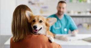 How Often Should I Take My Dog to the Vet? How Often Should I Take My Dog to the Vet - Featured Image
