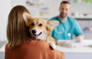 How Often Should I Take My Dog to the Vet? How Often Should I Take My Dog to the Vet - Featured Image