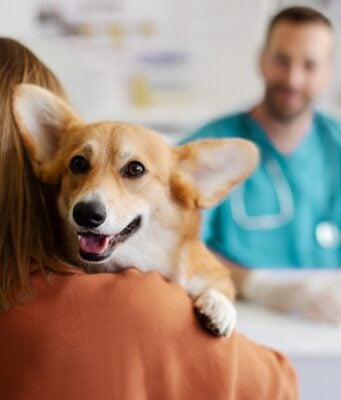 How Often Should I Take My Dog to the Vet? How Often Should I Take My Dog to the Vet - Featured Image