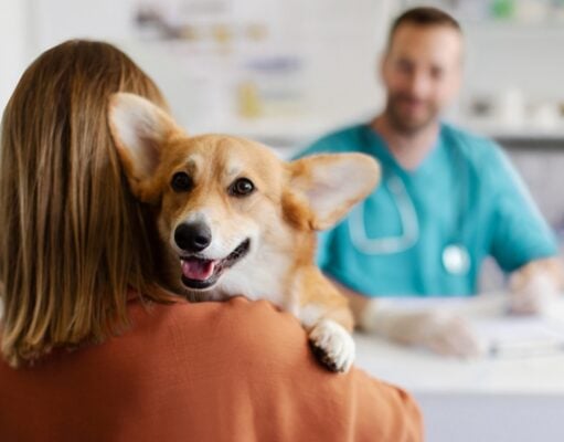 How Often Should I Take My Dog to the Vet? How Often Should I Take My Dog to the Vet - Featured Image