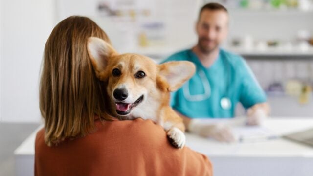 How Often Should I Take My Dog to the Vet - Featured Image