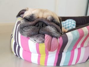 Funny Pug puppy sleeping with a hanging tongue