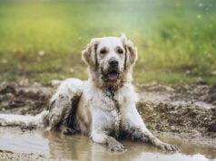 10 Muddy Yard Solutions for Dogs: Keep Your Yard Clean and Paw-Friendly! Muddy Yard Solutions for Dogs Featured Image