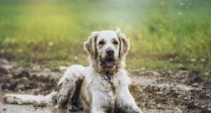 10 Muddy Yard Solutions for Dogs: Keep Your Yard Clean and Paw-Friendly! Muddy Yard Solutions for Dogs Featured Image