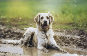 10 Muddy Yard Solutions for Dogs: Keep Your Yard Clean and Paw-Friendly! Muddy Yard Solutions for Dogs Featured Image