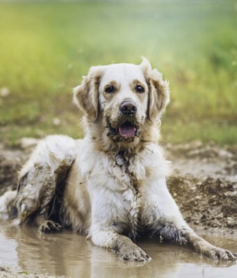 10 Muddy Yard Solutions for Dogs: Keep Your Yard Clean and Paw-Friendly! Muddy Yard Solutions for Dogs Featured Image