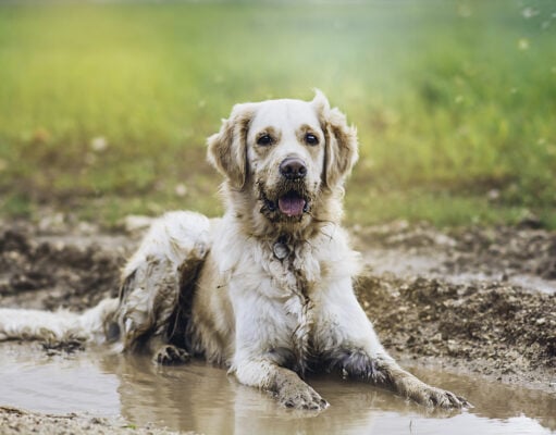 10 Muddy Yard Solutions for Dogs: Keep Your Yard Clean and Paw-Friendly! Muddy Yard Solutions for Dogs Featured Image