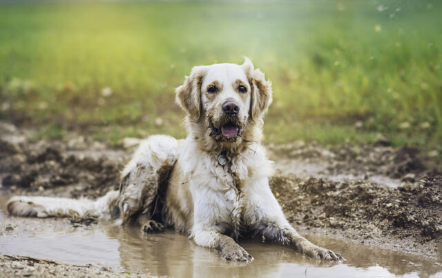 Muddy Yard Solutions for Dogs Featured Image