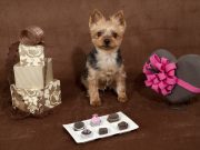 6 Best & Safe Chocolate Alternatives for Dogs Best and Safe Chocolate Alternatives for Dogs Featured Image