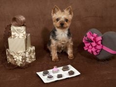 6 Best & Safe Chocolate Alternatives for Dogs Best and Safe Chocolate Alternatives for Dogs Featured Image