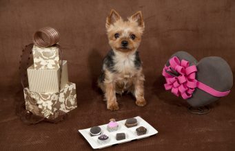 6 Best & Safe Chocolate Alternatives for Dogs Best and Safe Chocolate Alternatives for Dogs Featured Image