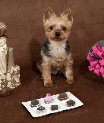 6 Best & Safe Chocolate Alternatives for Dogs Best and Safe Chocolate Alternatives for Dogs Featured Image
