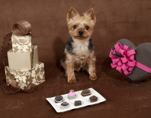 6 Best & Safe Chocolate Alternatives for Dogs Best and Safe Chocolate Alternatives for Dogs Featured Image