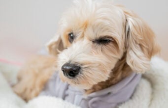 Why Do Dogs Wink? Or Do They? why do dogs wink