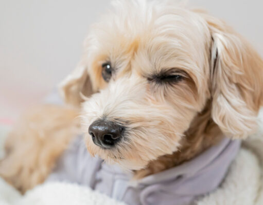 Why Do Dogs Wink? Or Do They? why do dogs wink
