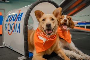 Zoom Room In-Person and Virtual Dog Training Classes